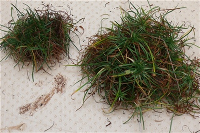 armeria